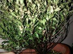 这是是赤楠下山桩 还是小叶黄杨 图片