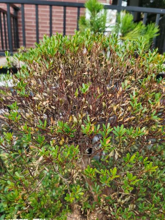 赤楠下山桩前叶子全枯了 怎么办 图片