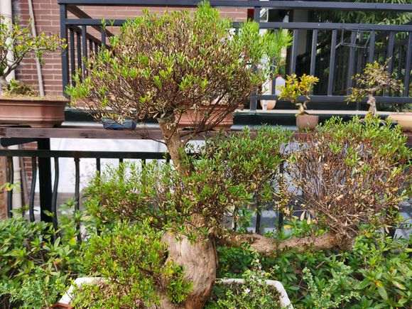 赤楠下山桩前叶子全枯了 怎么办 图片