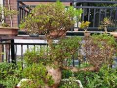 赤楠下山桩前叶子全枯了 怎么办 图片