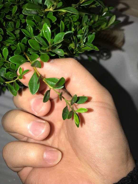 这是小叶赤楠下山桩 还是红杨 图片