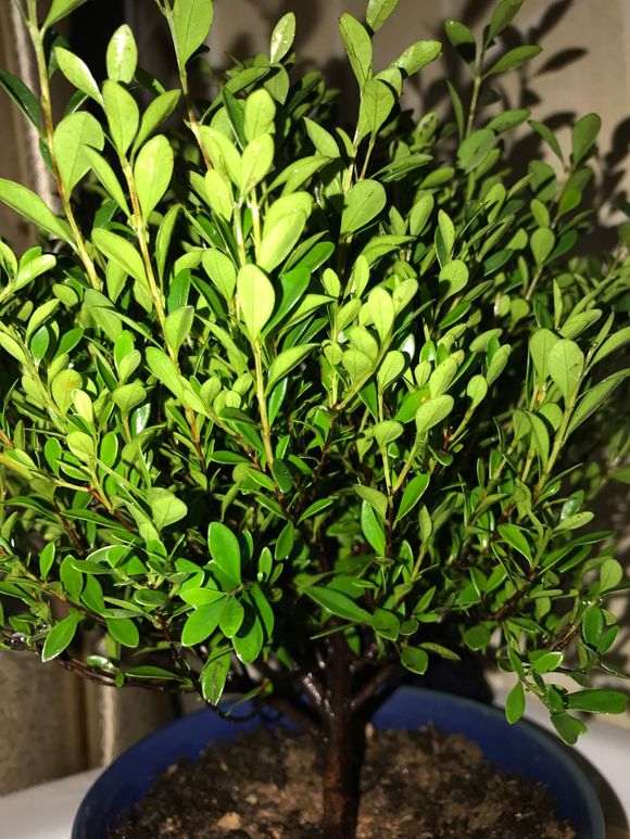 这是小叶赤楠下山桩 还是红杨 图片