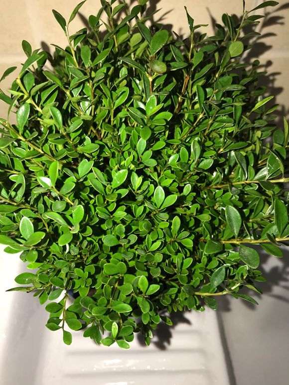 这是小叶赤楠下山桩 还是红杨 图片