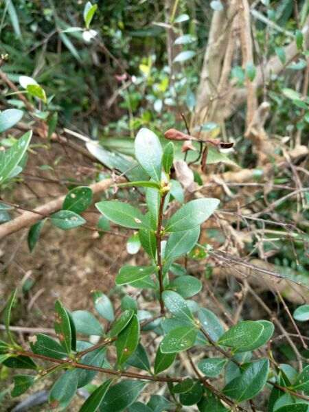 这是大叶赤楠下山桩 还是小叶赤楠 图片
