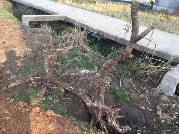 这是大叶赤楠下山桩 还是小叶赤楠 图片