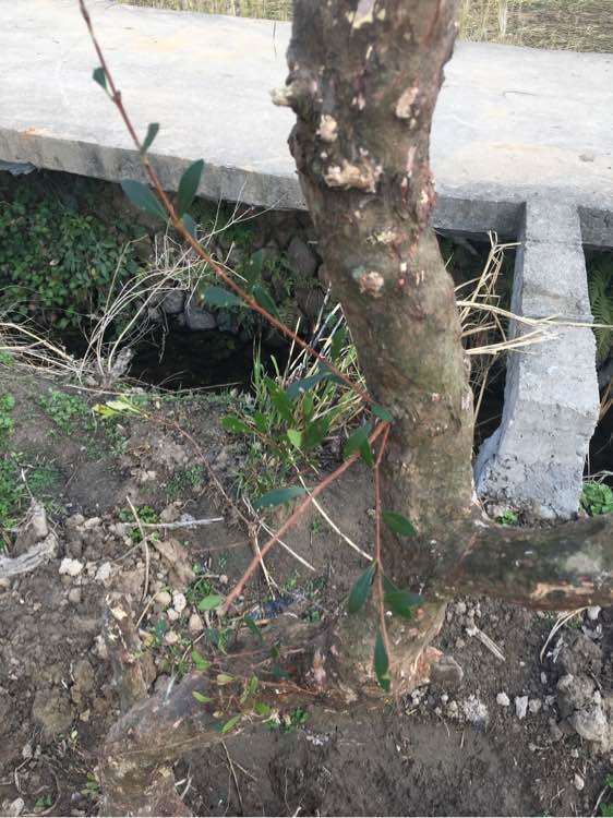 这是大叶赤楠下山桩 还是小叶赤楠 图片