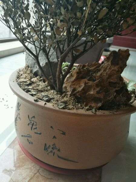 赤楠下山桩为什么就变成这样了 图片