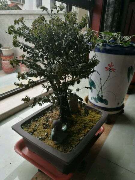 赤楠下山桩为什么就变成这样了 图片