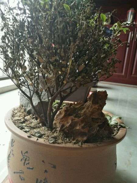 赤楠下山桩为什么就变成这样了 图片