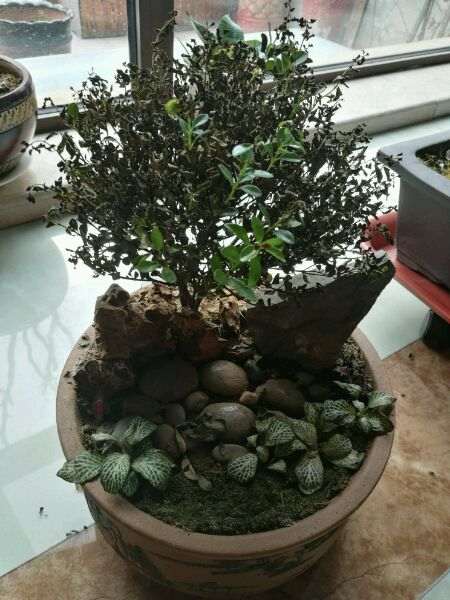 赤楠下山桩为什么就变成这样了 图片