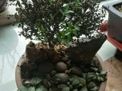 赤楠下山桩为什么就变成这样了 图片