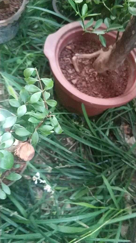 赤楠下山桩嫩芽发黑坏死是怎么回事 图片