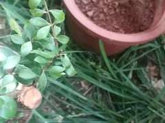 赤楠下山桩嫩芽发黑坏死是怎么回事 图片