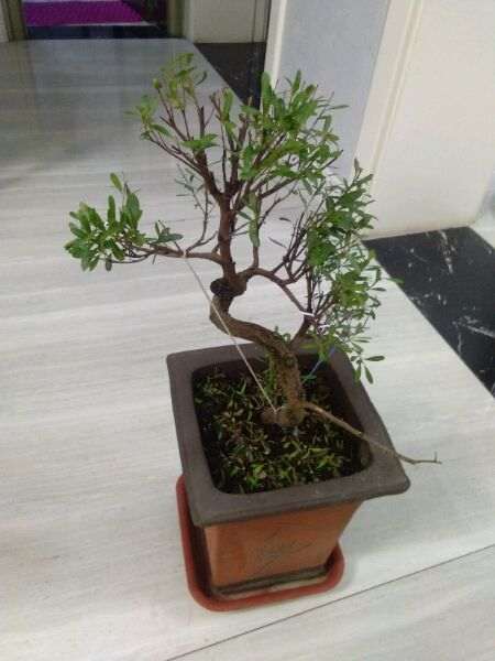 赤楠下山桩小枝叶开始干枯 脱落 怎么办