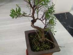 赤楠下山桩小枝叶开始干枯 脱落 怎么办