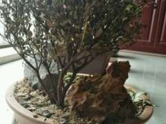 冬天赤楠下山桩能耐多低的温度 图片