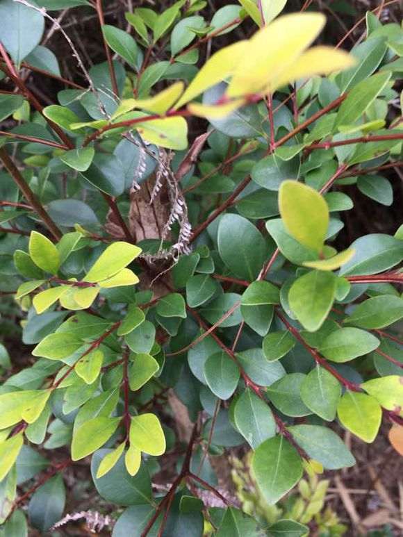 这是赤楠下山桩吗 山上有很多 图片