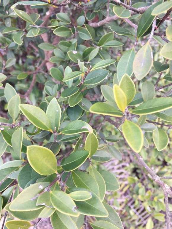 这是赤楠下山桩吗 山上有很多 图片