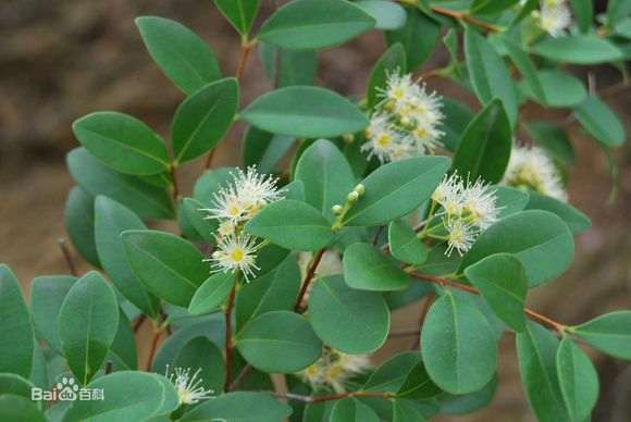 这是赤楠下山桩吗 山上有很多 图片