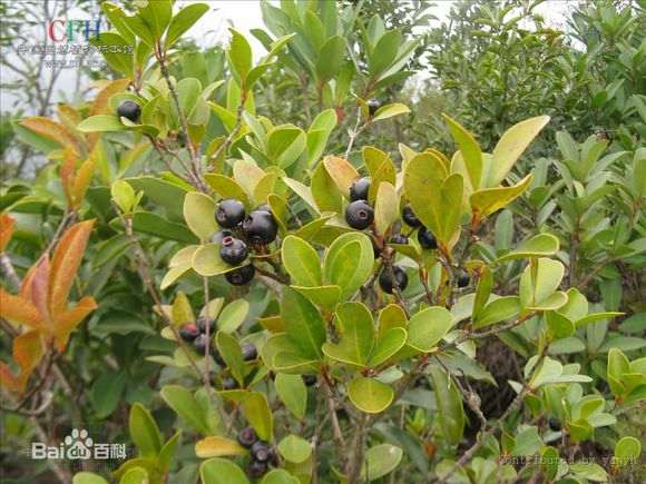 这是赤楠下山桩吗 山上有很多 图片