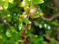 赤楠下山桩叶子最近生虫了 怎么办 图片