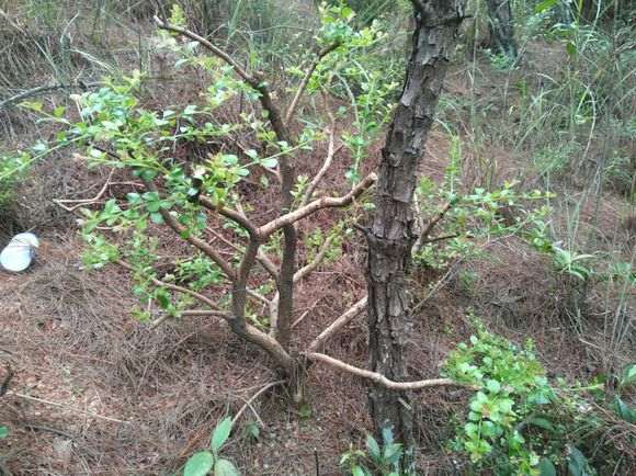 请问这是三叶红芽赤楠下山桩吗 图片