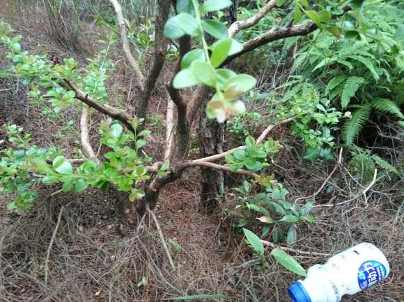 请问这是三叶红芽赤楠下山桩吗 图片