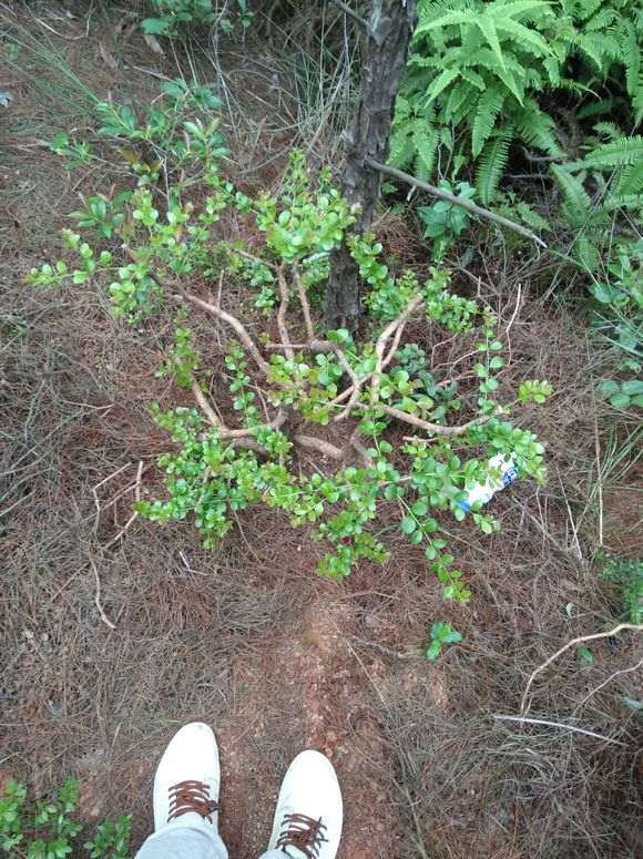 请问这是三叶红芽赤楠下山桩吗 图片