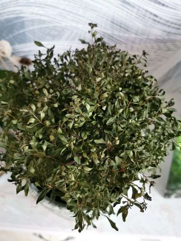 新买的赤楠下山桩有点枯萎了 怎么办 图片