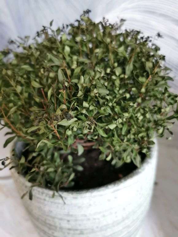 新买的赤楠下山桩有点枯萎了 怎么办 图片