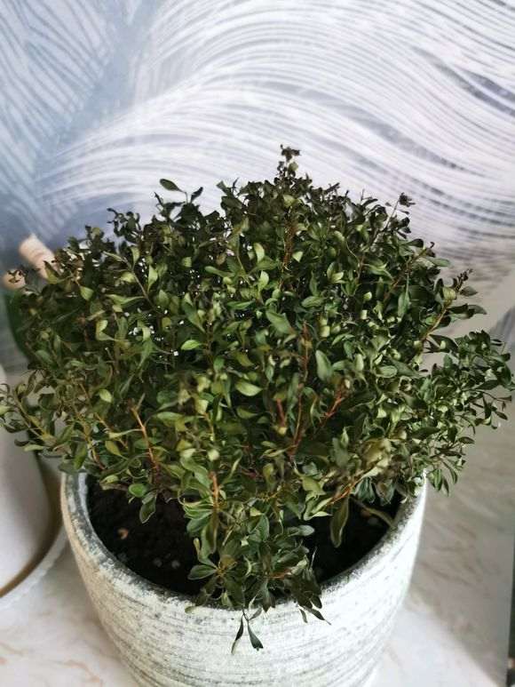 新买的赤楠下山桩有点枯萎了 怎么办 图片