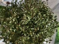 新买的赤楠下山桩有点枯萎了 怎么办 图片