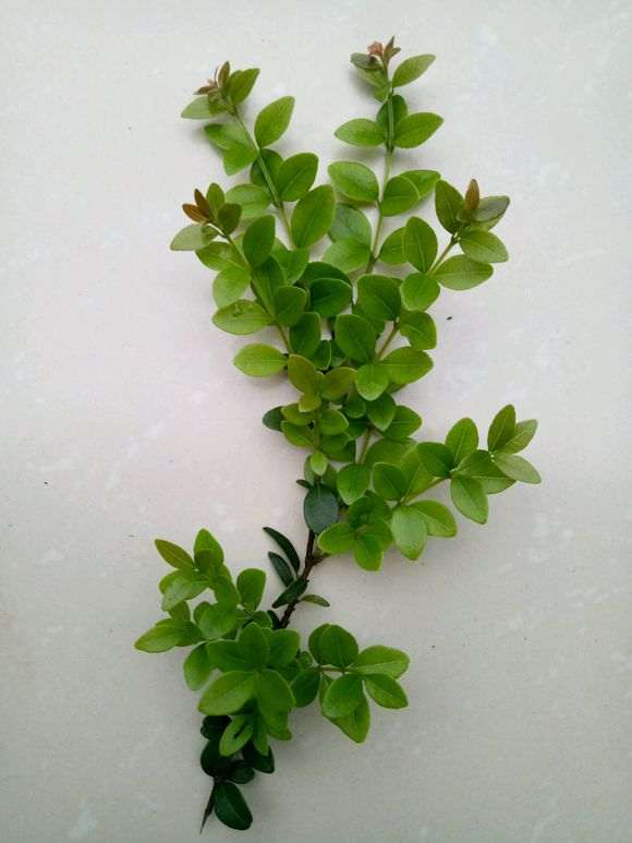 新人请教 这是什么赤楠下山桩 图片