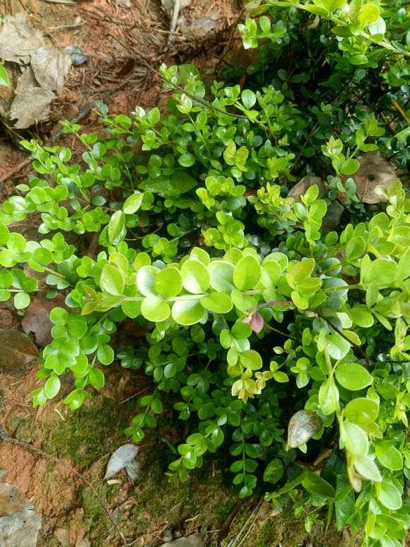 新人请教 这是什么赤楠下山桩 图片