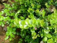 新人请教 这是什么赤楠下山桩 图片