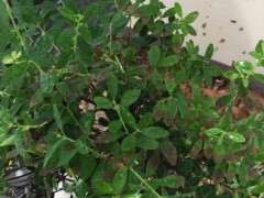 赤楠下山桩这的老叶子干枯 怎么办 图片