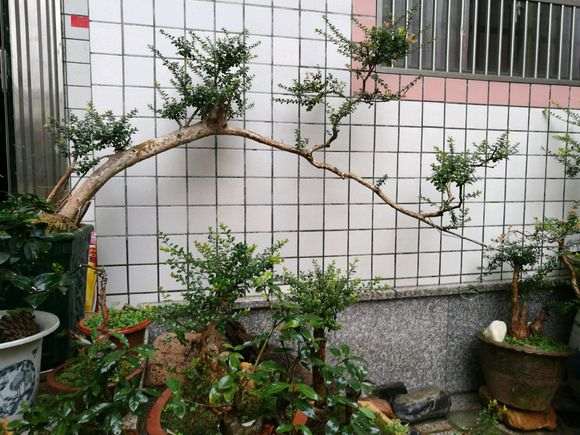 红杨是不是也叫赤楠下山桩 图片