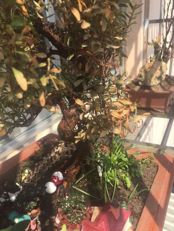 小叶赤楠下山桩叶子干枯了 怎么办 图片