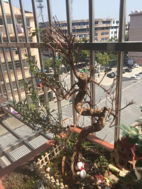 小叶赤楠下山桩叶子干枯了 怎么办 图片