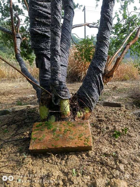 请教大师 三叶赤楠下山桩怎么玩 图片