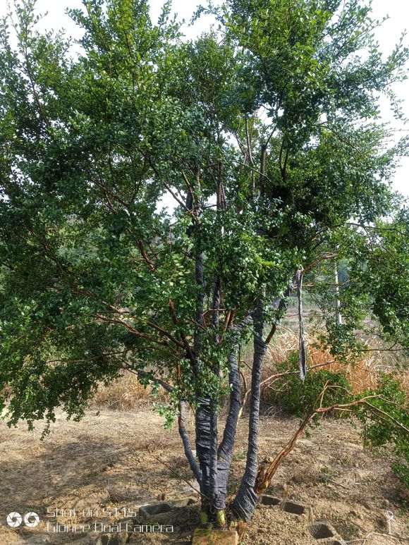 请教大师 三叶赤楠下山桩怎么玩 图片