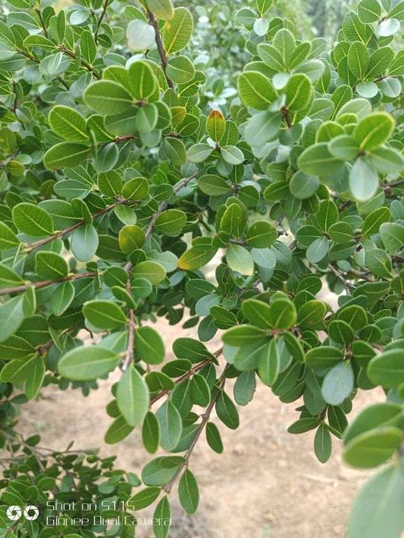 请教大师 三叶赤楠下山桩怎么玩 图片