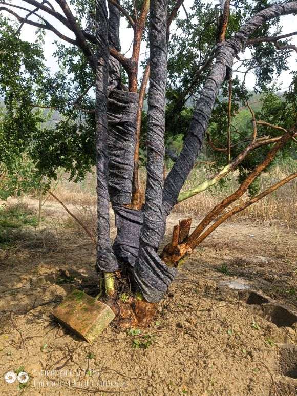 请教大师 三叶赤楠下山桩怎么玩 图片