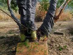 请教大师 三叶赤楠下山桩怎么玩 图片