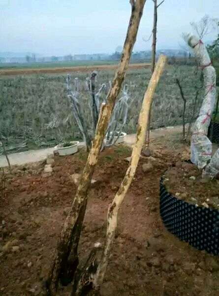 赤楠下山桩杆子怎么处理不开裂 图片