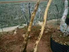 赤楠下山桩杆子怎么处理不开裂 图片