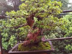 为什么赤楠下山桩的叶子 每年要剪短