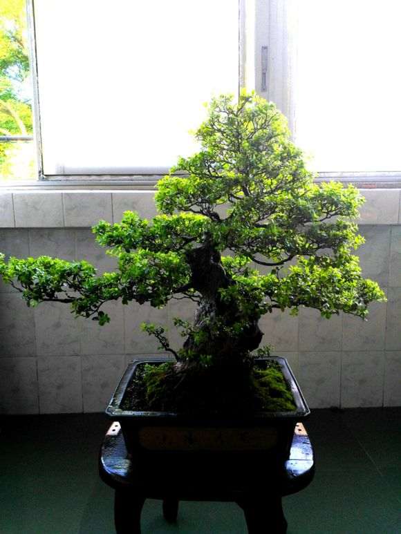 一盆自己养了17年的赤楠下山桩 图片