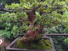 一盆自己养了17年的赤楠下山桩 图片