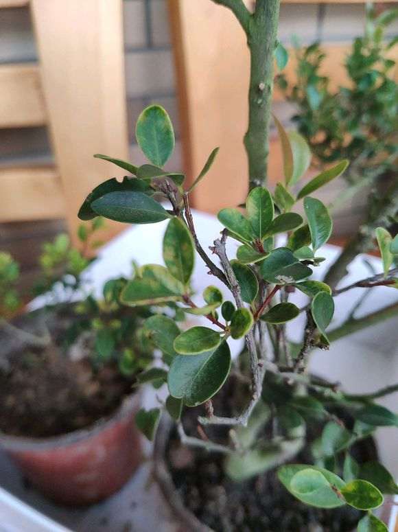 请问这个是赤楠下山桩还是黄杨 图片